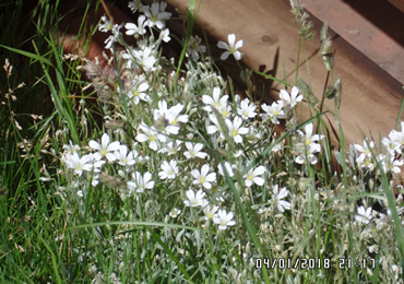 Flowers Flowers